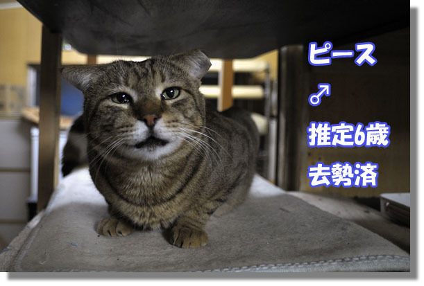 うちのとらまる