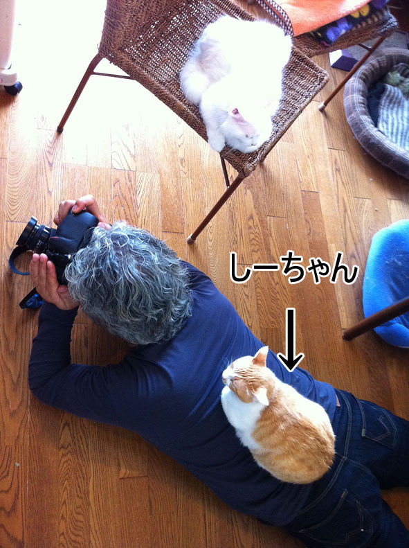 うちのとらまる