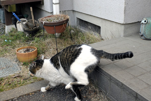 うちのとらまる
