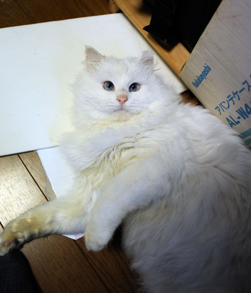 うちのとらまる