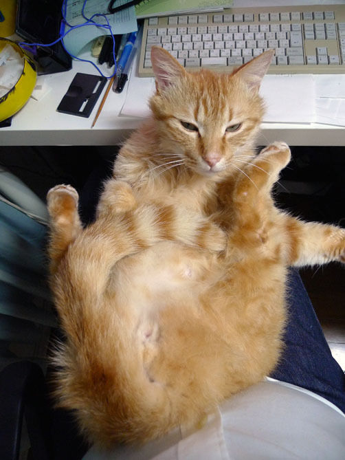 うちのとらまる