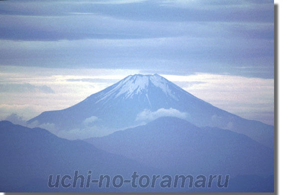 うちのとらまる