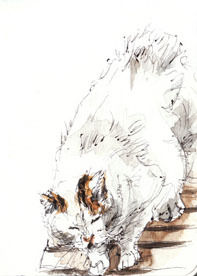 うちのとらまる