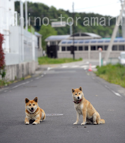 うちのとらまる