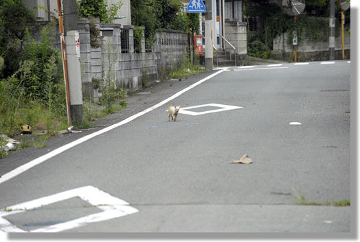 うちのとらまる