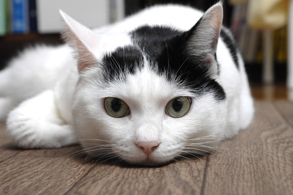 うちのとらまる