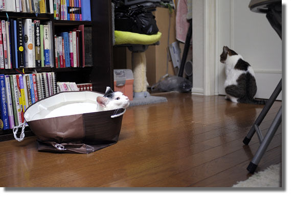 うちのとらまる