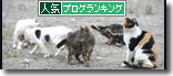 うちのとらまる