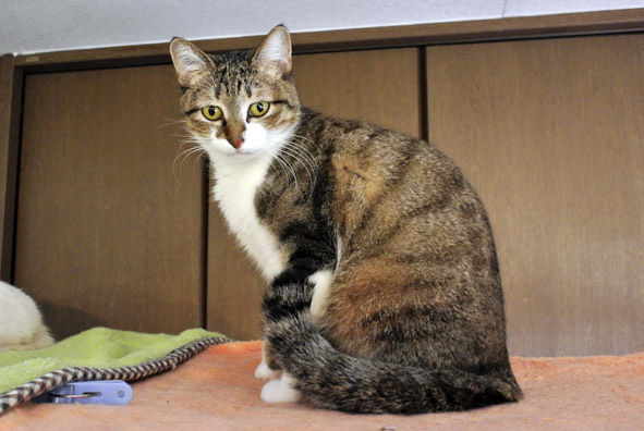 うちのとらまる