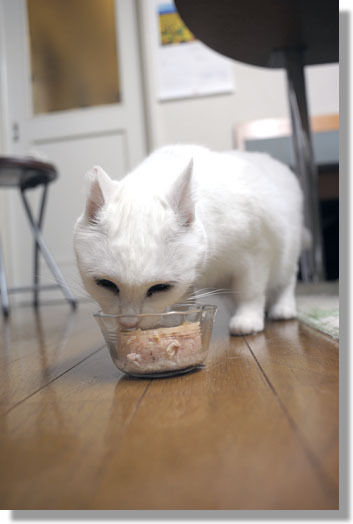 うちのとらまる