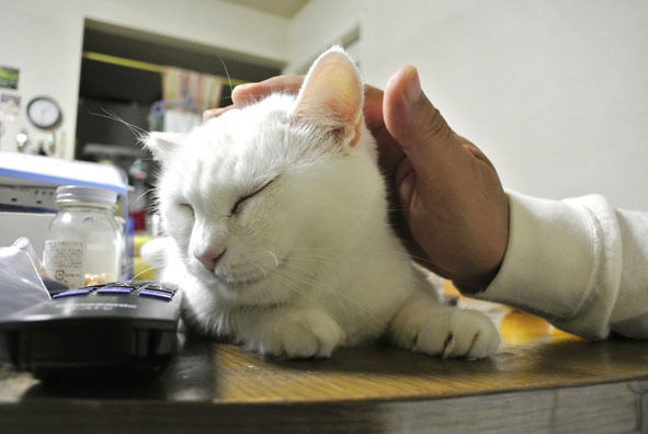$うちのとらまる