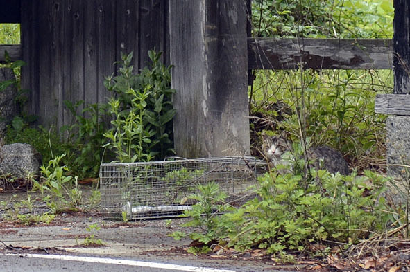 うちのとらまる