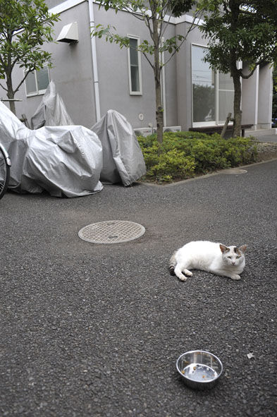 うちのとらまる