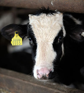 $うちのとらまる