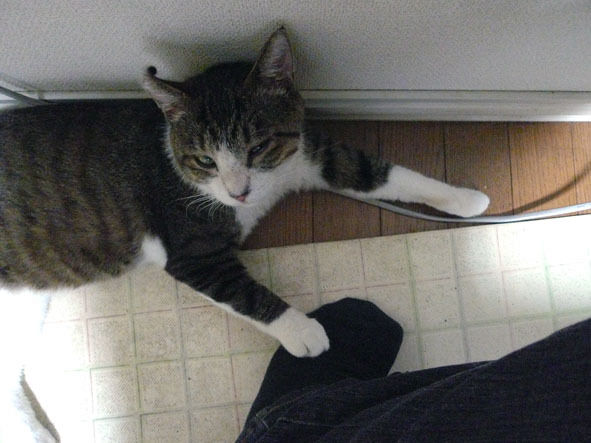 $うちのとらまる