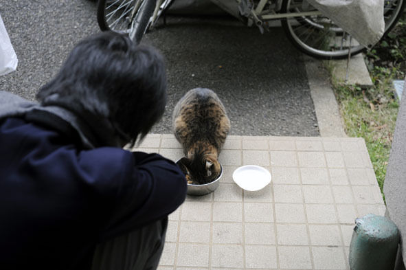 うちのとらまる