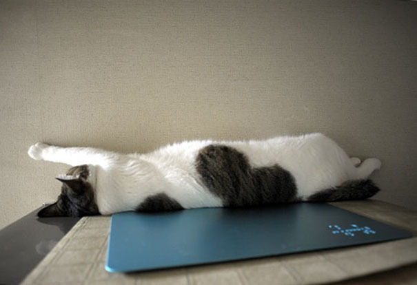 うちのとらまる