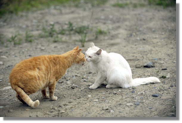 うちのとらまる