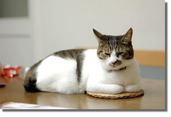 うちのとらまる