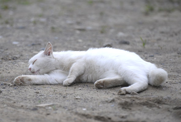 うちのとらまる