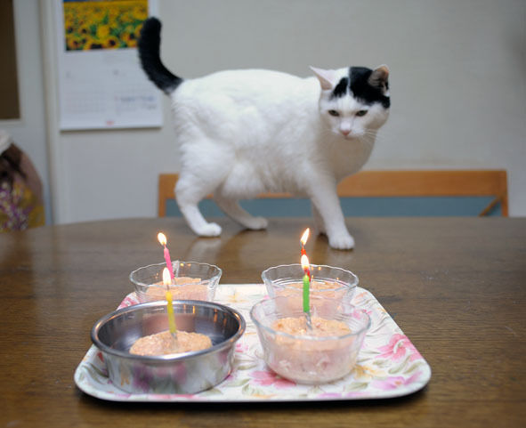 うちのとらまる