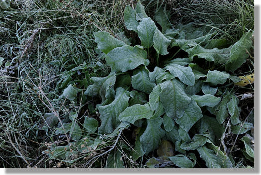 うちのとらまる