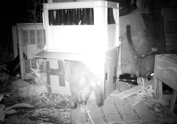 うちのとらまる