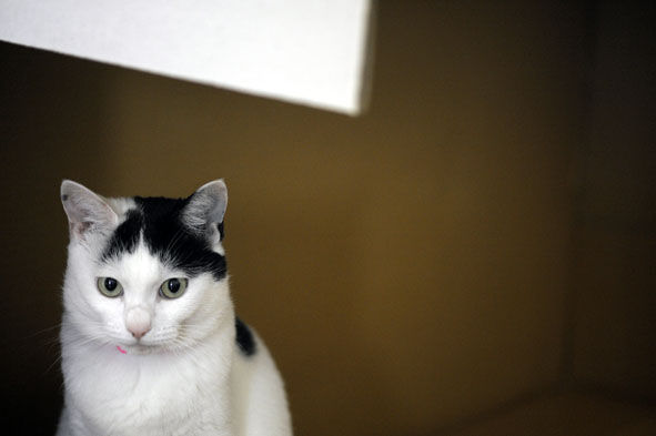 うちのとらまる