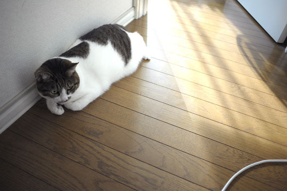 うちのとらまる