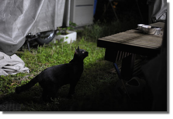 うちのとらまる