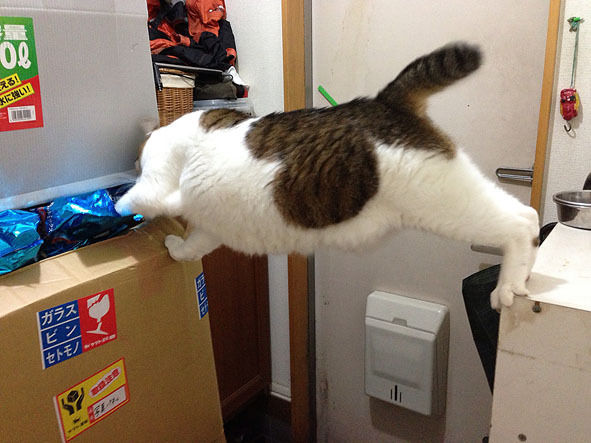 うちのとらまる