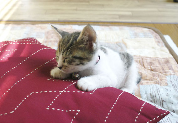 うちのとらまる