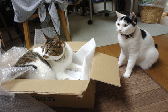 うちのとらまる