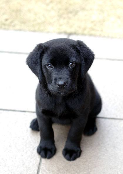 うちのとらまる