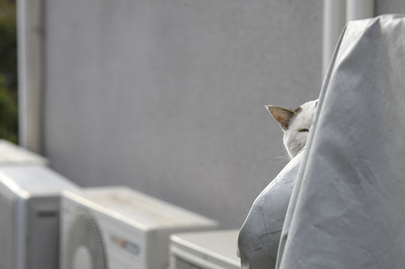 うちのとらまる