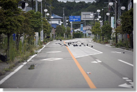 うちのとらまる