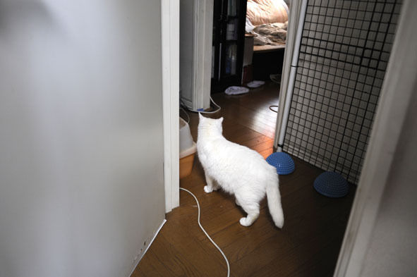 うちのとらまる
