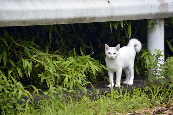 うちのとらまる