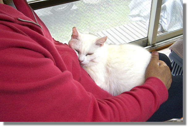 うちのとらまる