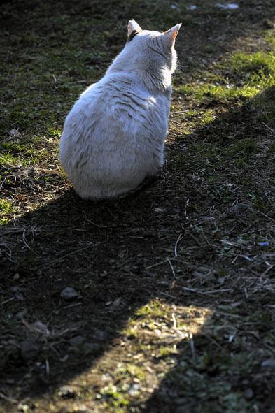 うちのとらまる