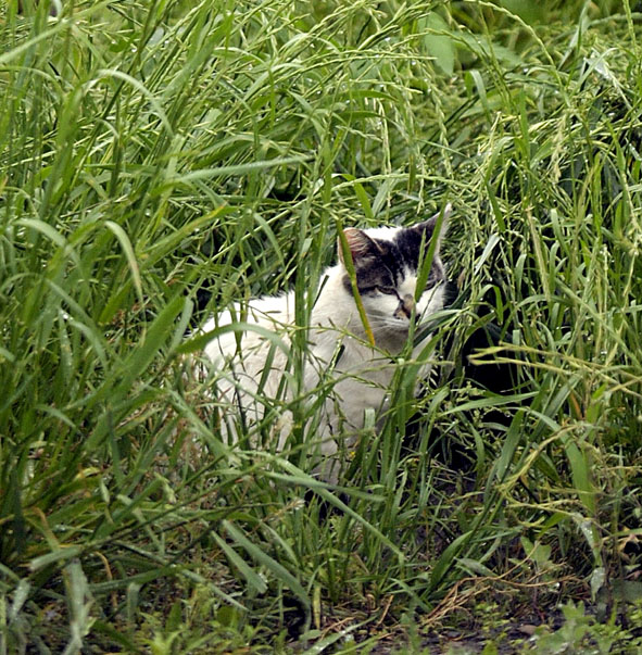 うちのとらまる