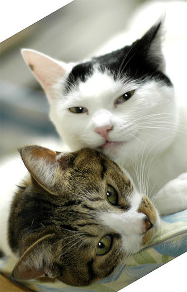 うちのとらまる