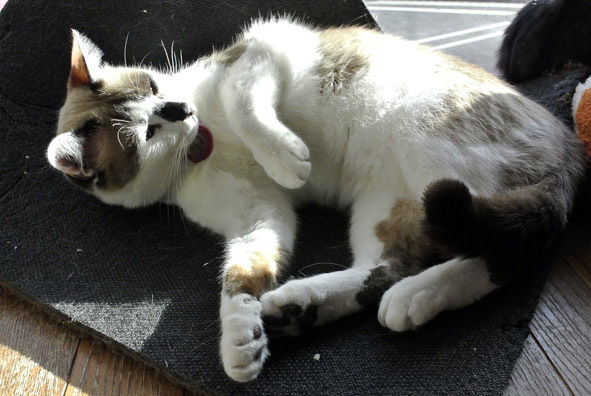 うちのとらまる