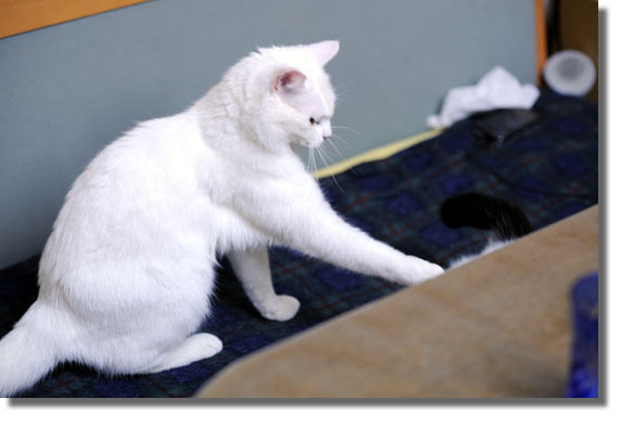 うちのとらまる