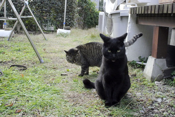 うちのとらまる