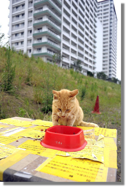 うちのとらまる