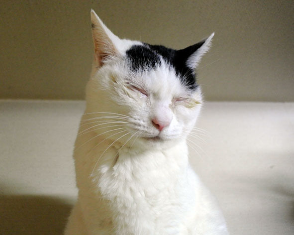うちのとらまる