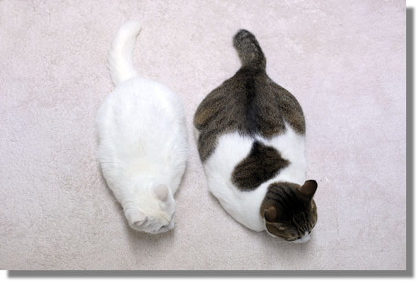 うちのとらまる