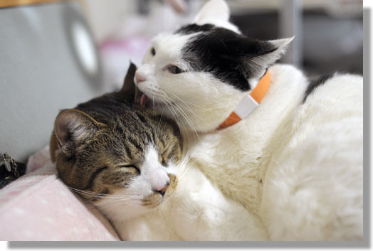 うちのとらまる