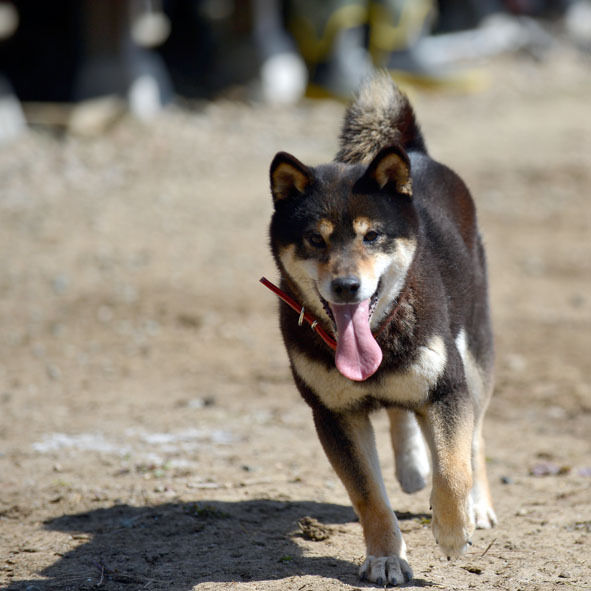 うちのとらまる